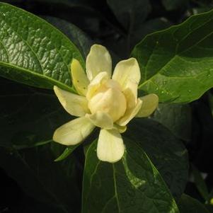 Calycanthus x Venus&trade;