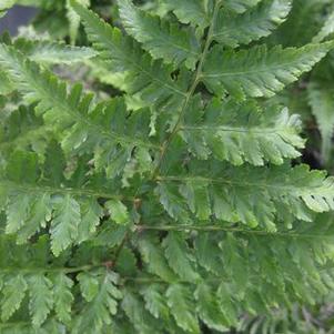 Athyrium x 'Branford Rambler'