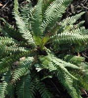 Blechnum spicant