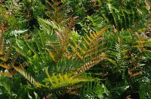 Dryopteris erythrosora