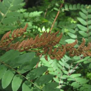 Osmunda regalis
