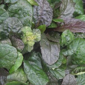 Ajuga reptans 'Bronze Beauty' 