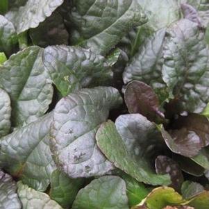 Ajuga reptans 'Purple Brocade' 