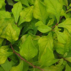 Ceratostigma plumbaginoides 'My Love'