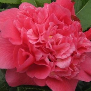 Camellia japonica 'Kumasaka'