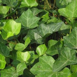Hedera helix 'Baltica'
