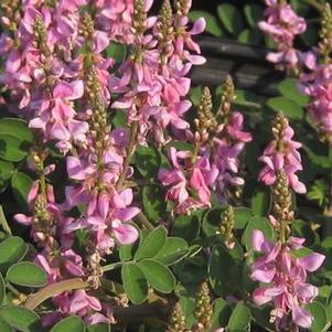 Indigofera pseudotinctoria 'Rose Carpet'