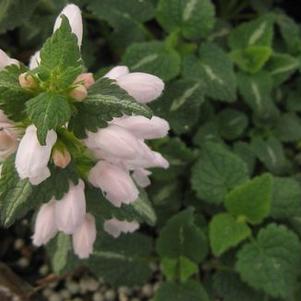 Lamium maculatum 'Shell Pink'