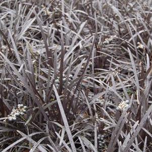 Ophiopogon planiscapus Ebony Knight&trade; ('Ebknizam')