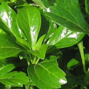 Pachysandra terminalis 'Green Sheen'