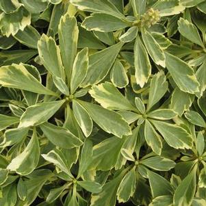 Pachysandra terminalis 'Silver Edge'