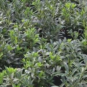 Sarcococca hookeriana var. humilis