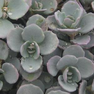 Sedum cauticolum