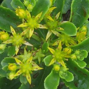 Sedum kamtschaticum var. ellacombeanum