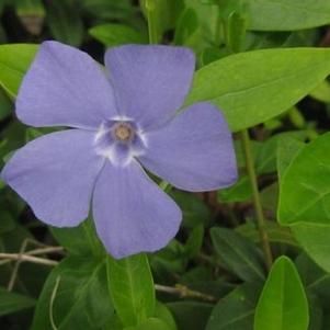 Vinca minor 