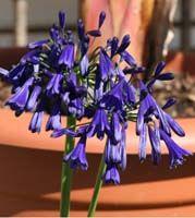 Agapanthus x 'Elaine'