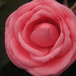 Camellia x 'Betty Sette'