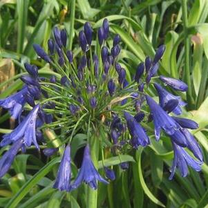 Agapanthus x 'Storm Cloud'