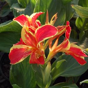 Canna x 'Lucifer'