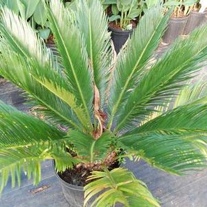 Cycas revoluta