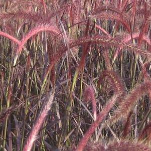 Pennisetum setaceum 'Rubrum'