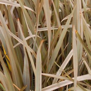 Phormium tenax 'Atropurpurea'
