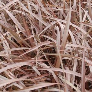 Phormium tenax 'Platt's Black'