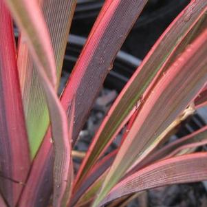 Phormium tenax 'Sundowner'
