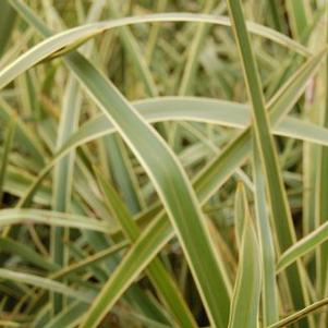 Phormium tenax 'Wings Of Gold'