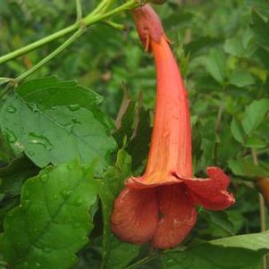 Campsis radicans 'PRN Redbird'