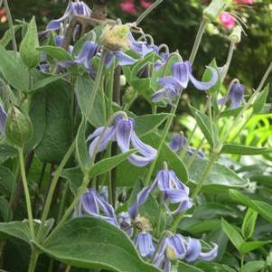 Clematis integrifolia
