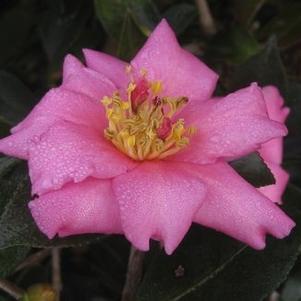 Camellia x 'Winter's Darling'