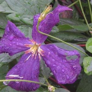 Clematis viticella 'Polish Spirit'
