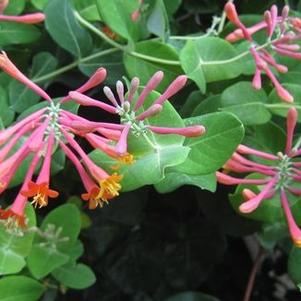 Lonicera sempervirens 'Alabama Crimson'