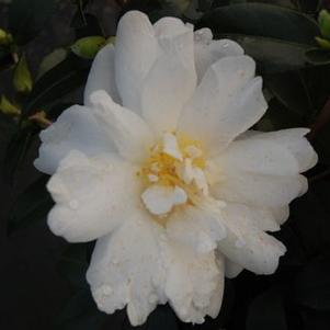 Camellia x 'Winter's Waterlily'