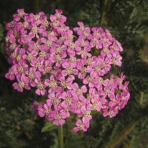 Achillea x 'Pretty Belinda' 