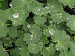 Alchemilla mollis 