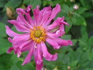 Anemone x 'Prince Henry' 
