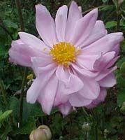 Anemone x 'Queen Charlotte' 