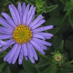 Aster x frikartii 'Monch' 