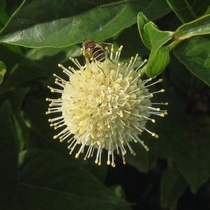 Cephalanthus occidentalis 'Sputnik'
