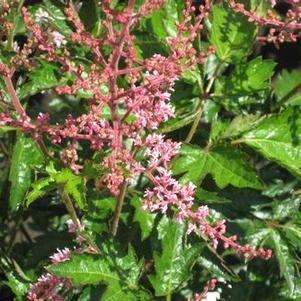Astilbe simplicifolia 'Key Largo'