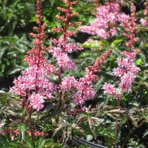 Astilbe simplicifolia 'Key West' 