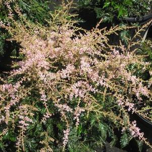Astilbe simplicifolia 'Sprite' 