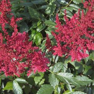 Astilbe x arendsii 'August Light' 