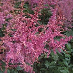 Astilbe x arendsii 'Cattleya'