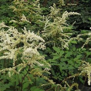 Astilbe thunbergii 'Professor van der Wielen' 