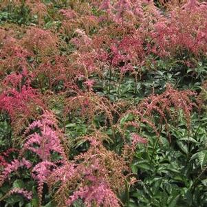 Astilbe x arendsii 'Ostrich Plume' 