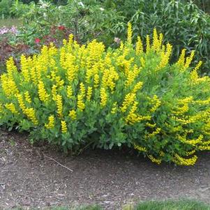 Baptisia sphaerocarpa 'Screaming Yellow'
