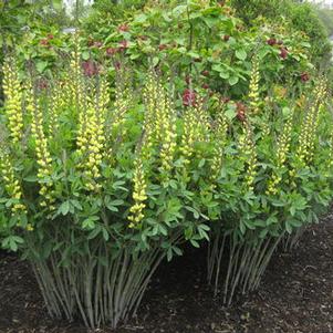 Baptisia x 'Carolina Moonlight'